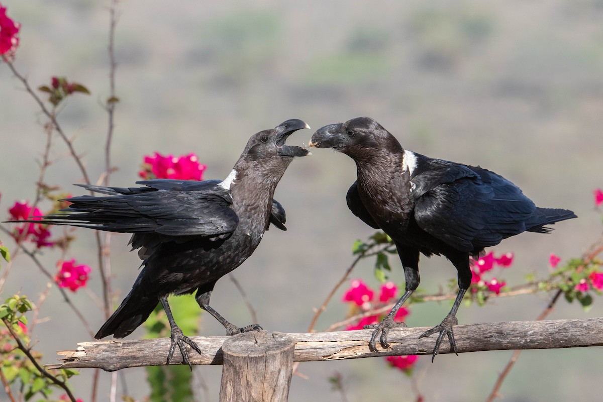 White-necked Raven - ML311090481
