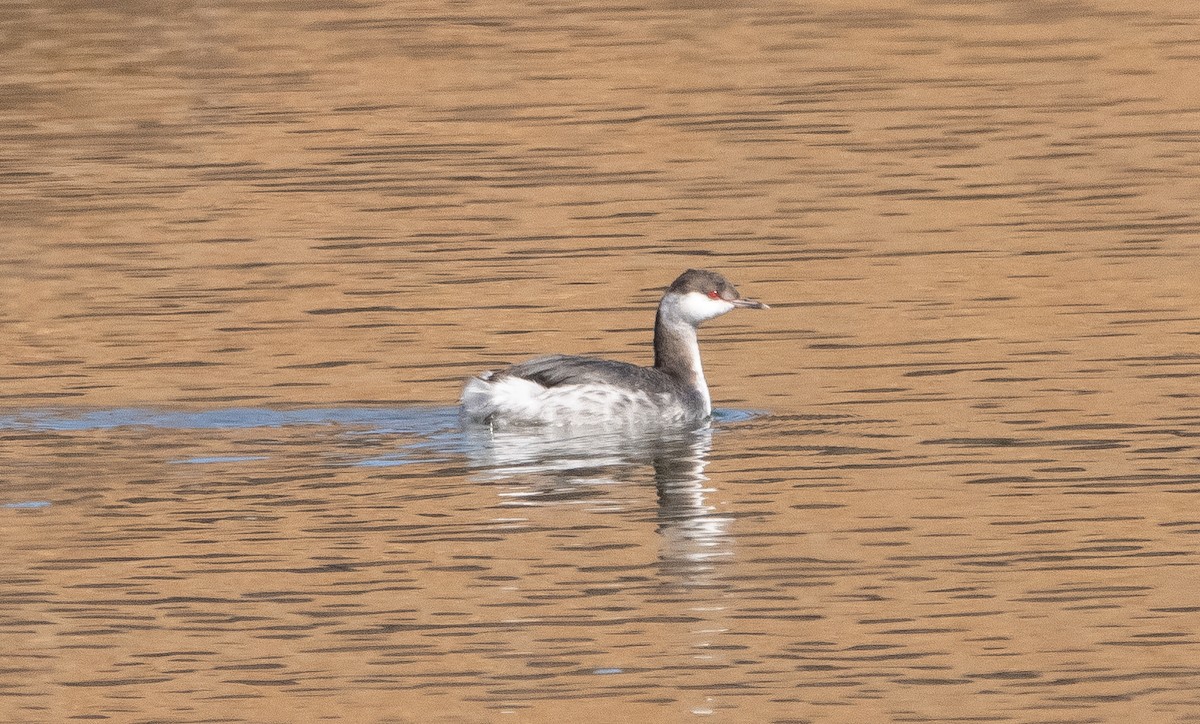 Horned Grebe - ML311090641