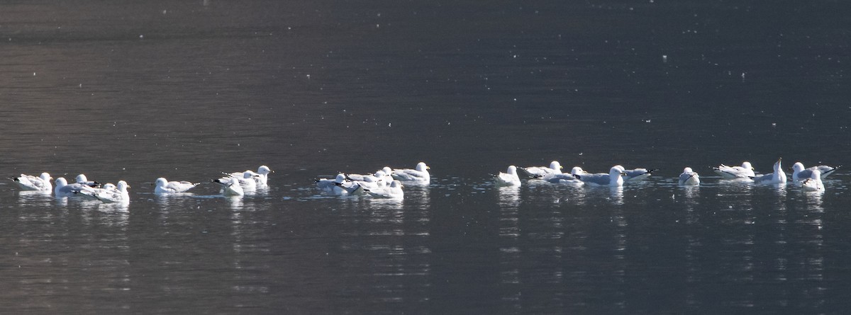 Ring-billed Gull - ML311090791