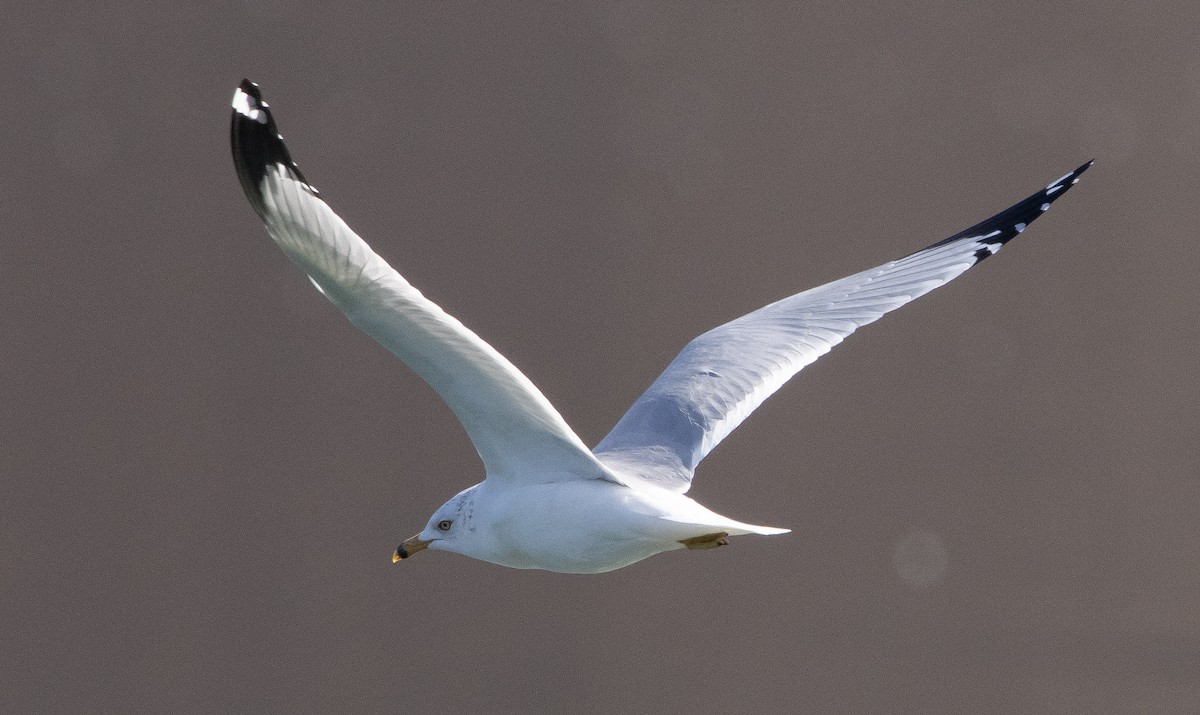 Ring-billed Gull - ML311090801