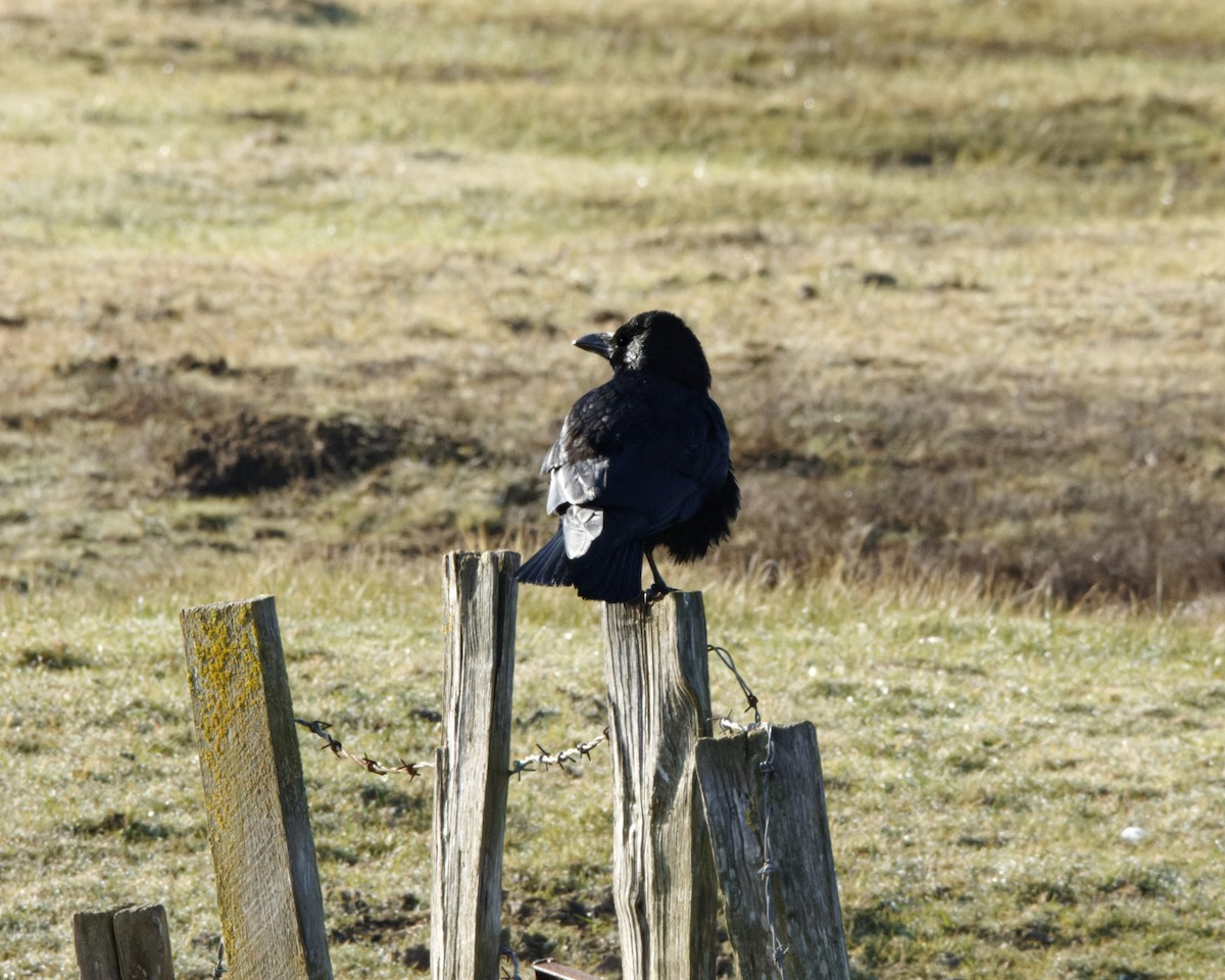 Common Raven - ML311095971