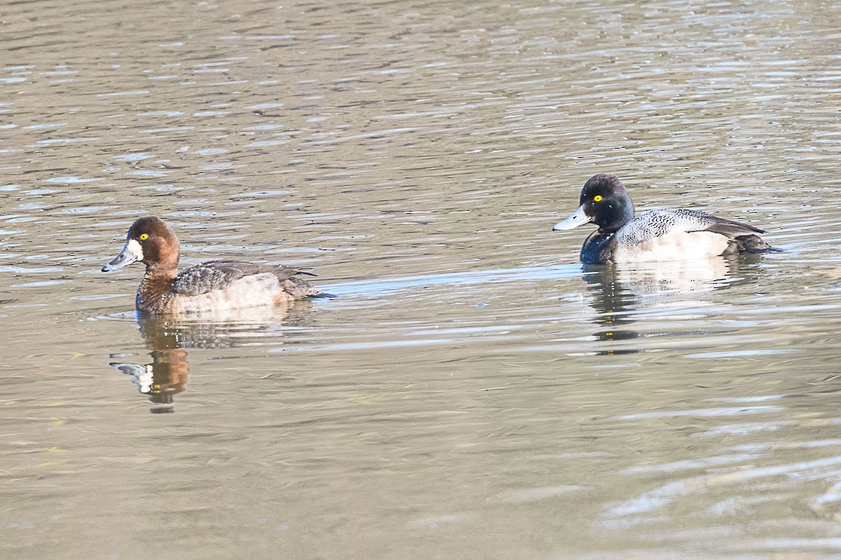 Lesser Scaup - ML311097251