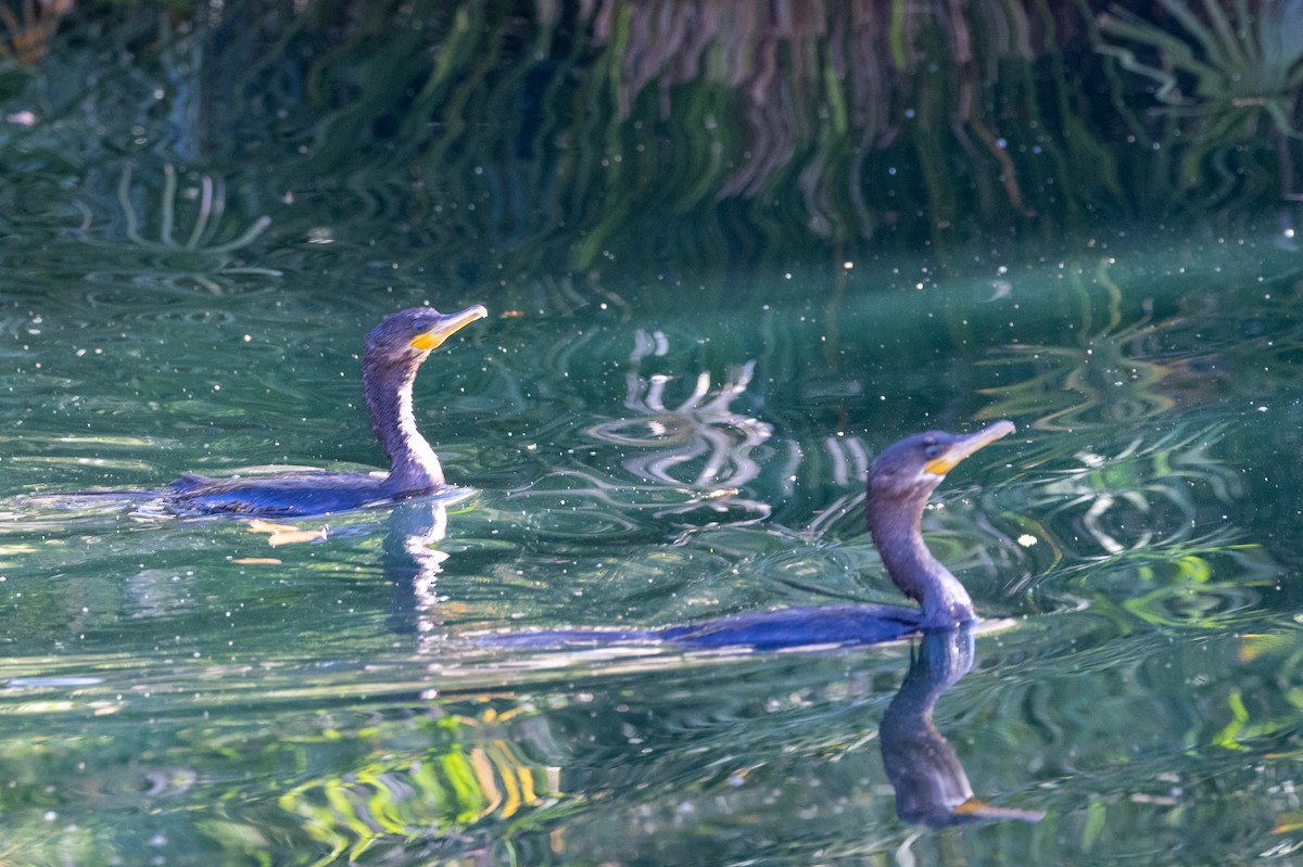 Neotropic Cormorant - Randy Ehler