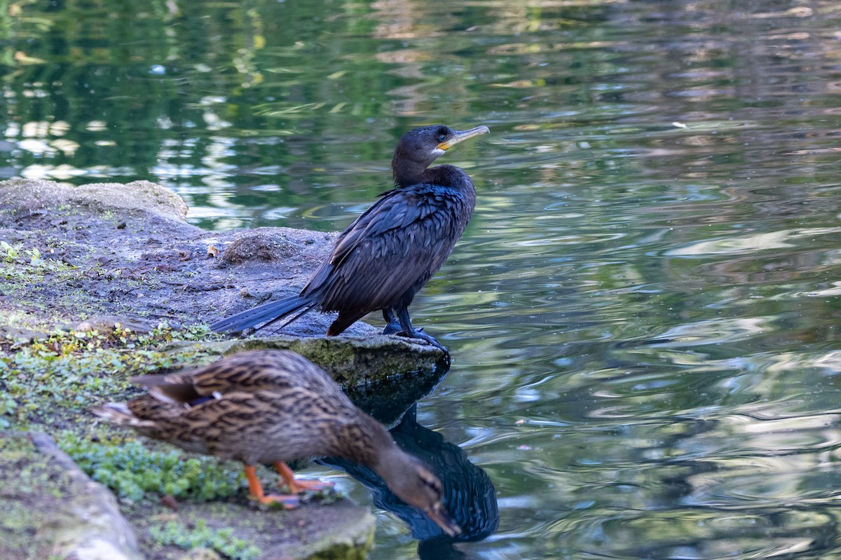 Neotropic Cormorant - Randy Ehler