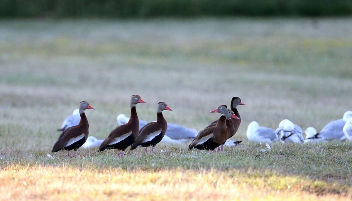 Black-bellied Whistling-Duck (Northern) - Jay McGowan