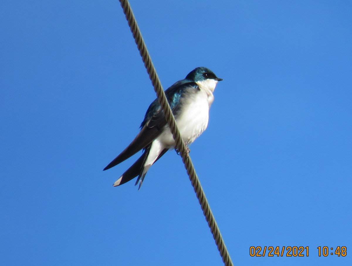Tree Swallow - ML311100111