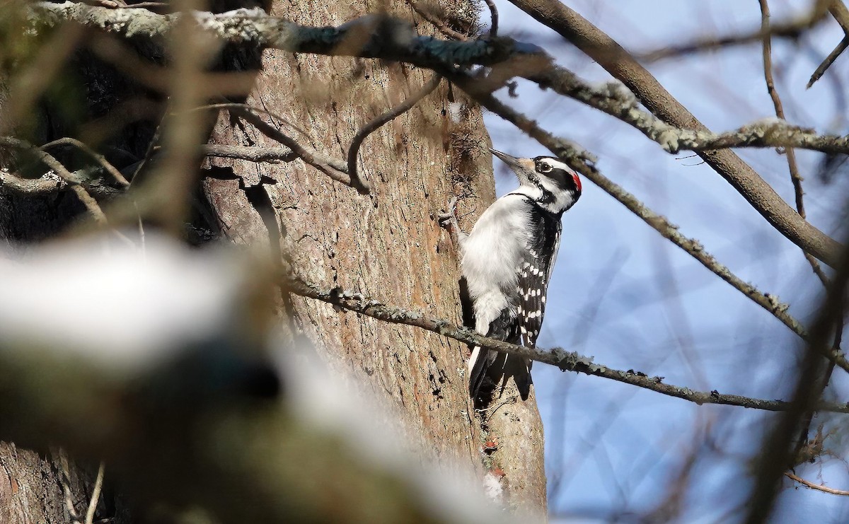 Hairy Woodpecker (Eastern) - ML311100121