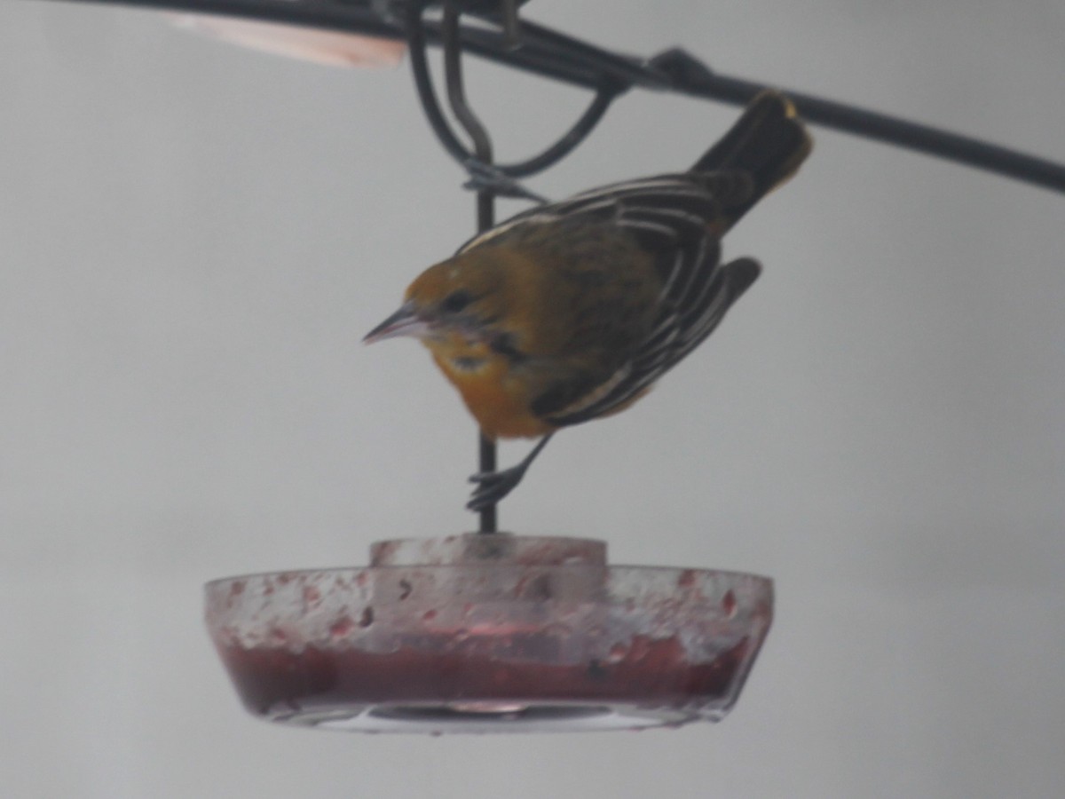 Baltimore Oriole - ML311101451