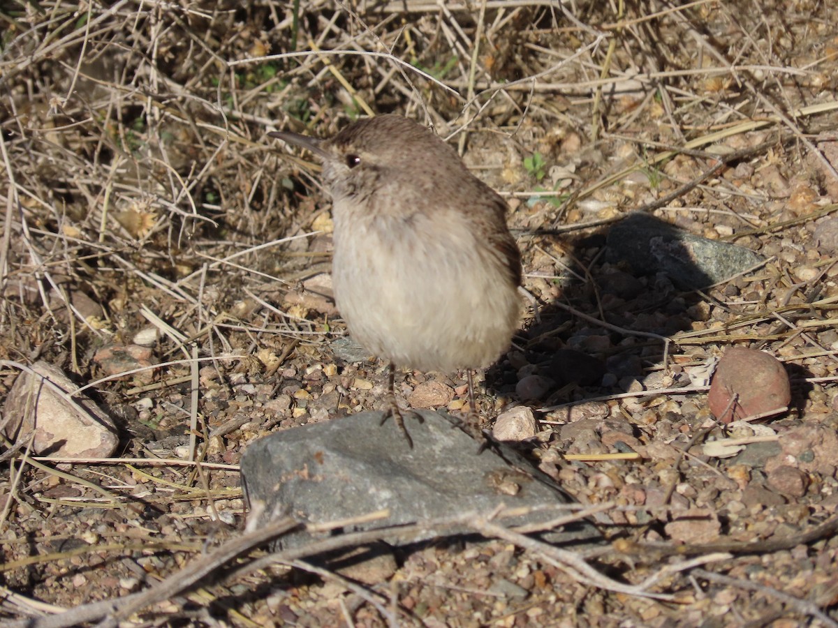 Rock Wren - ML311101691