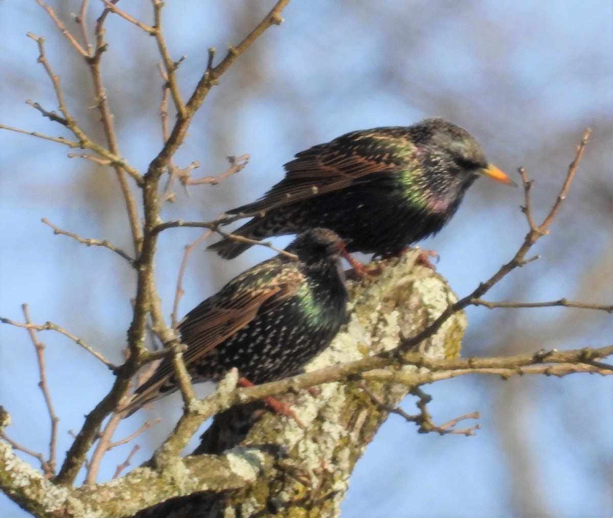 European Starling - David Bennett