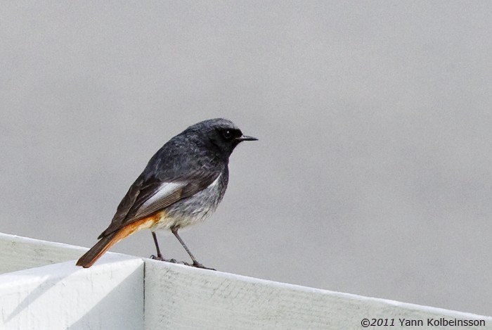 Black Redstart - ML311103151