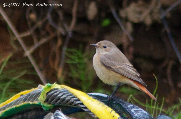 Common Redstart - ML311103351