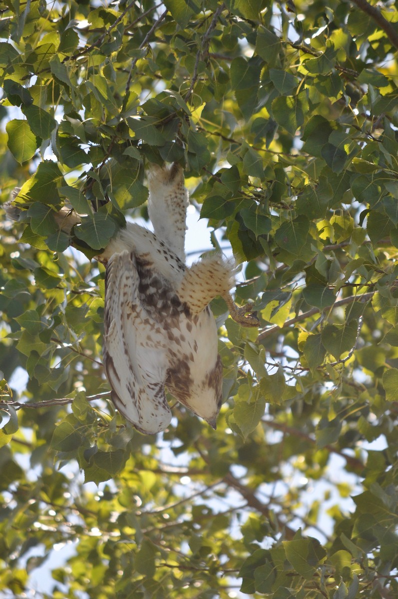 Red-tailed Hawk - ML311103651