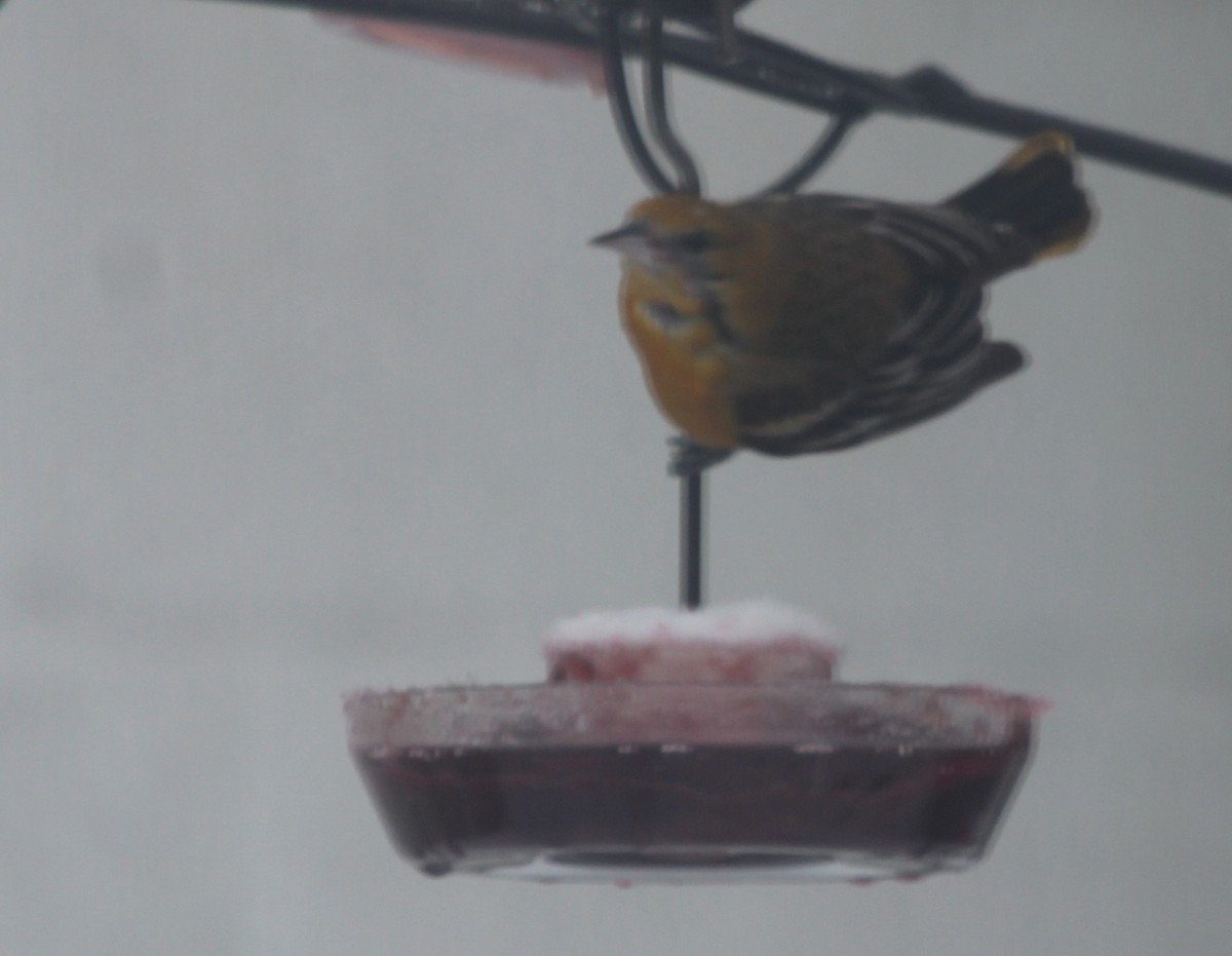 Baltimore Oriole - ML311106221