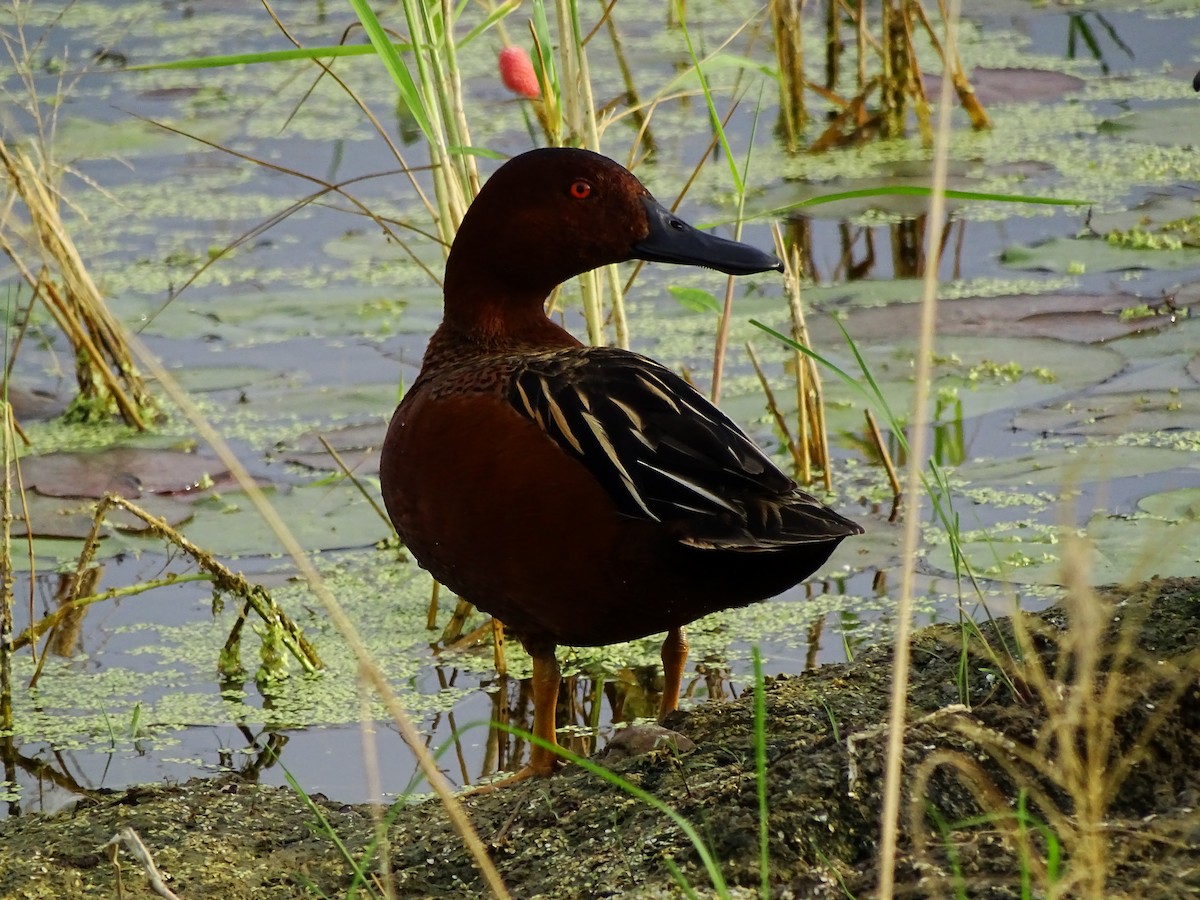 Cinnamon Teal - ML311106251