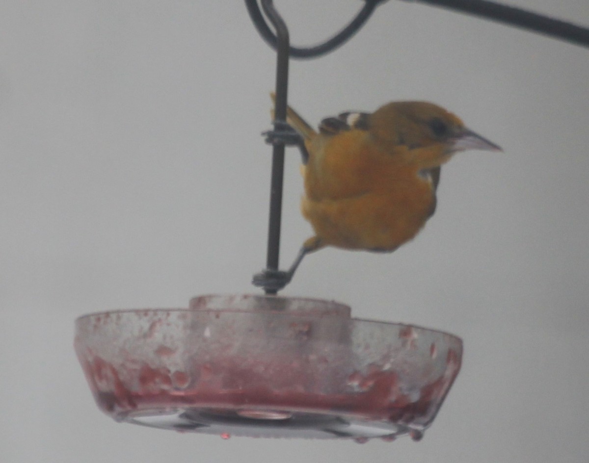 Baltimore Oriole - Frank Izaguirre