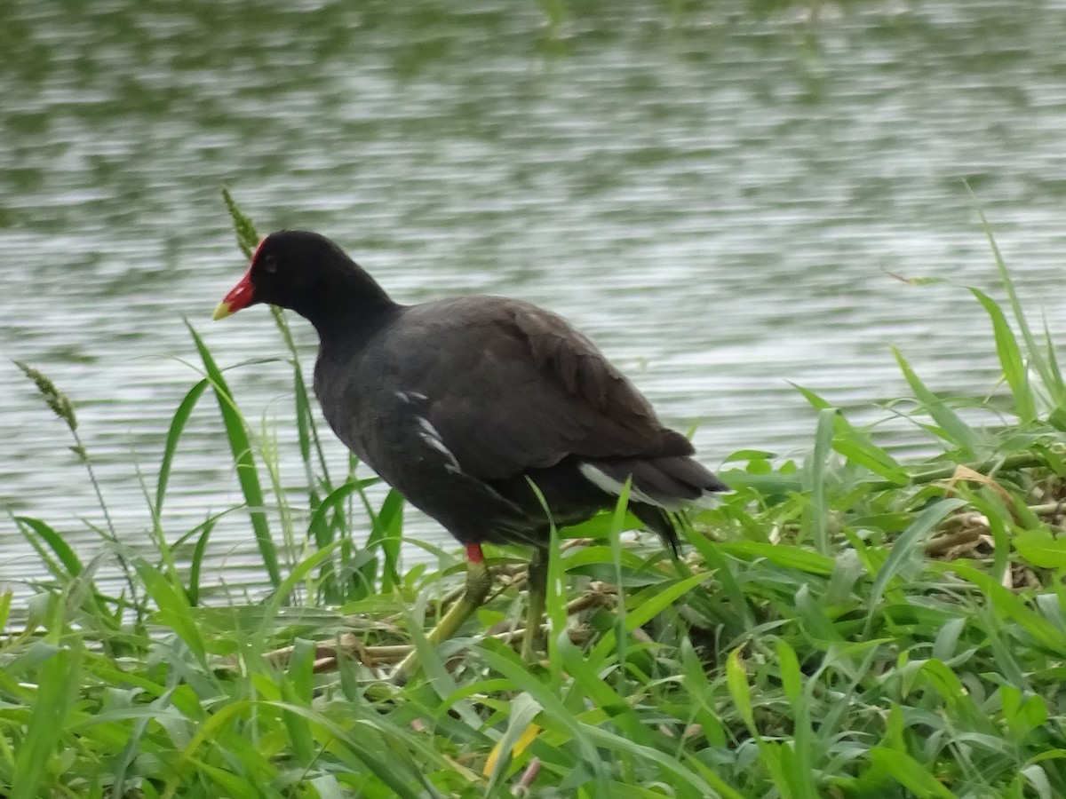 Gallinule d'Amérique - ML311106651