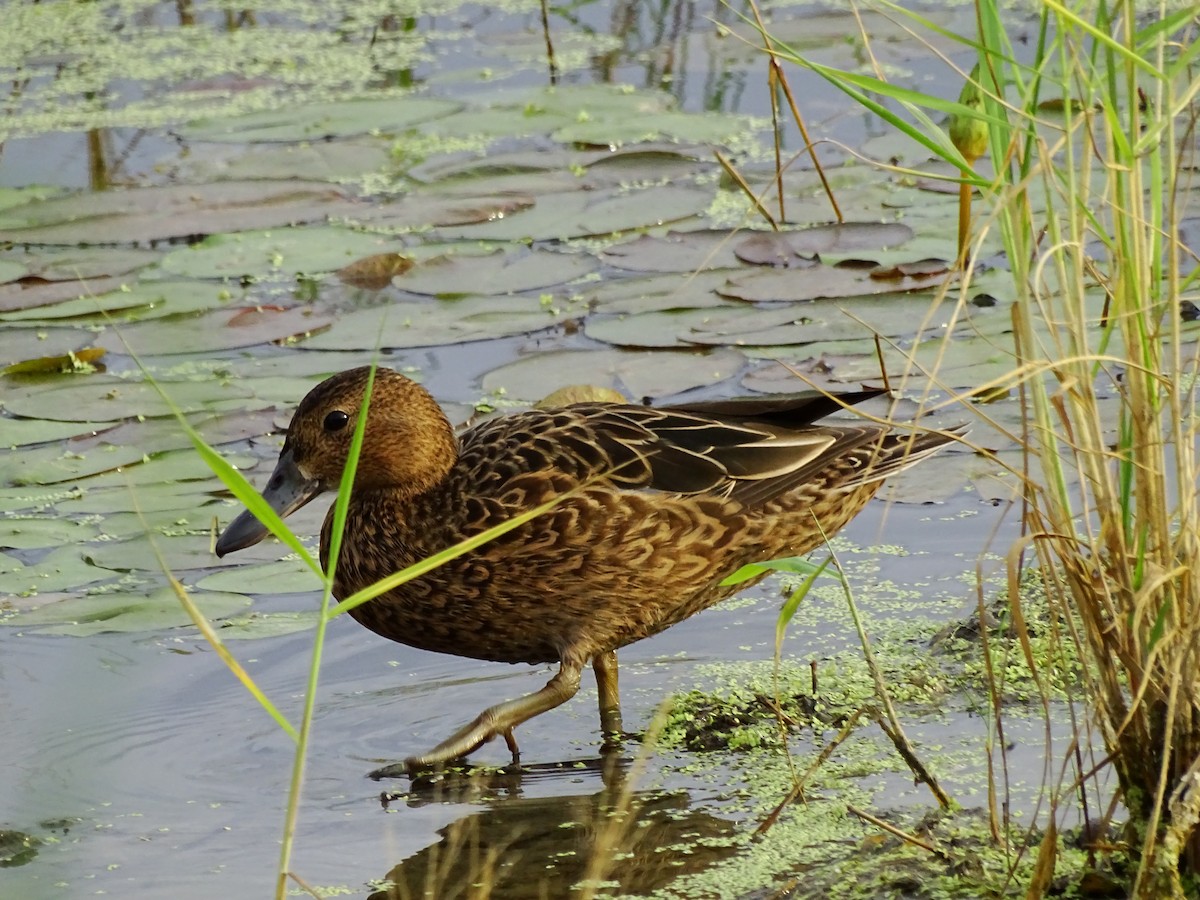 Cinnamon Teal - Daniel Valencia