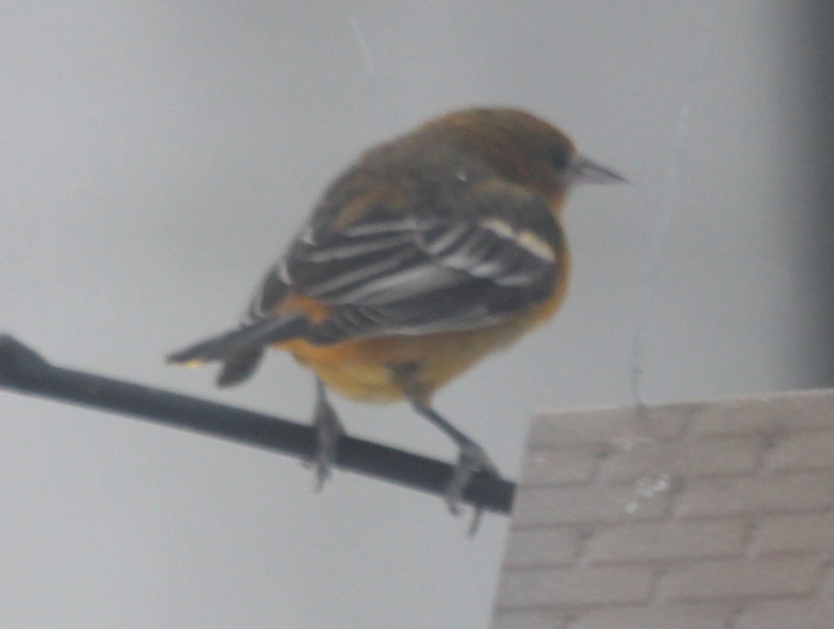 Baltimore Oriole - ML311106751