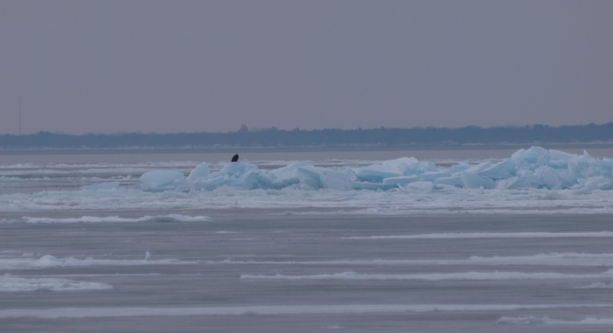 Bald Eagle - ML311106891