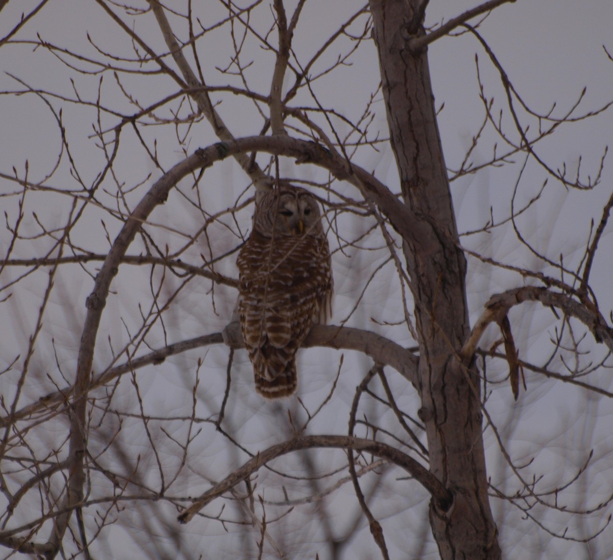 Barred Owl - ML311106981
