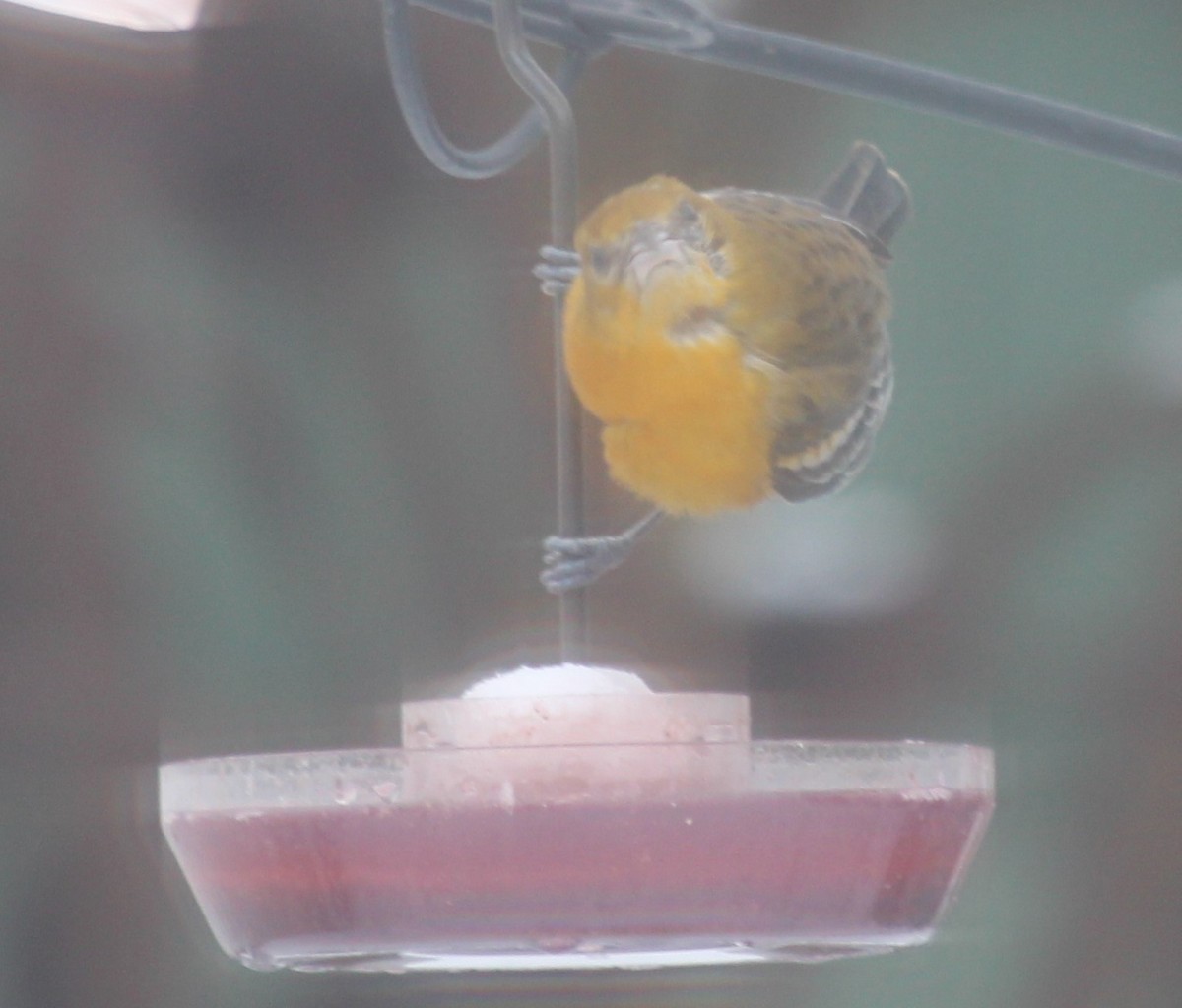 Baltimore Oriole - ML311106991