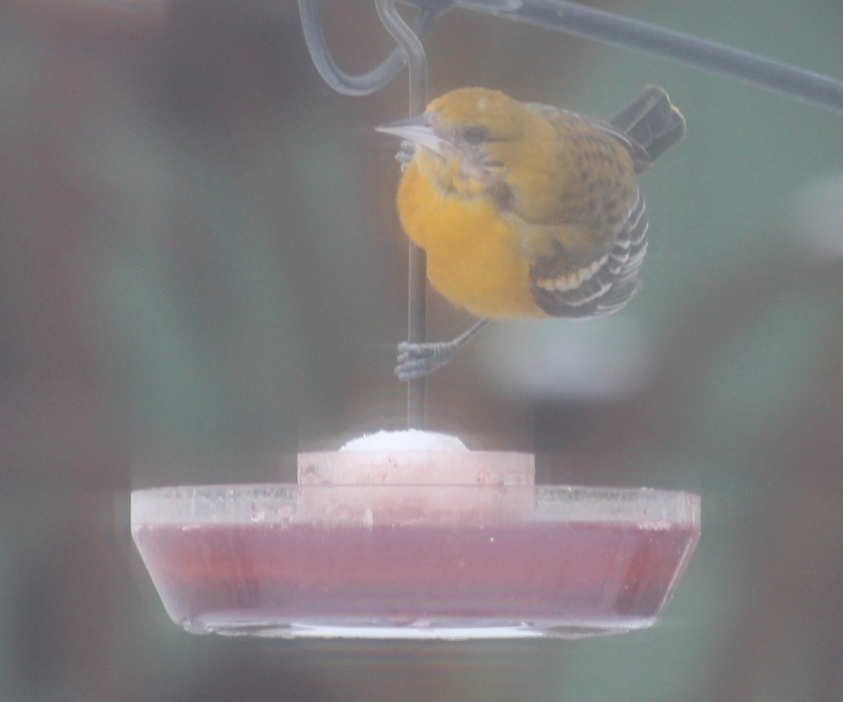 Baltimore Oriole - ML311107021