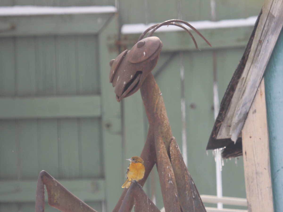 Baltimore Oriole - ML311107331