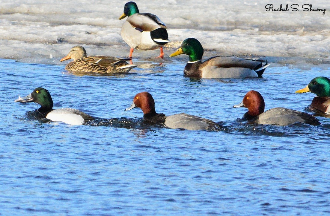 Greater Scaup - ML311107481