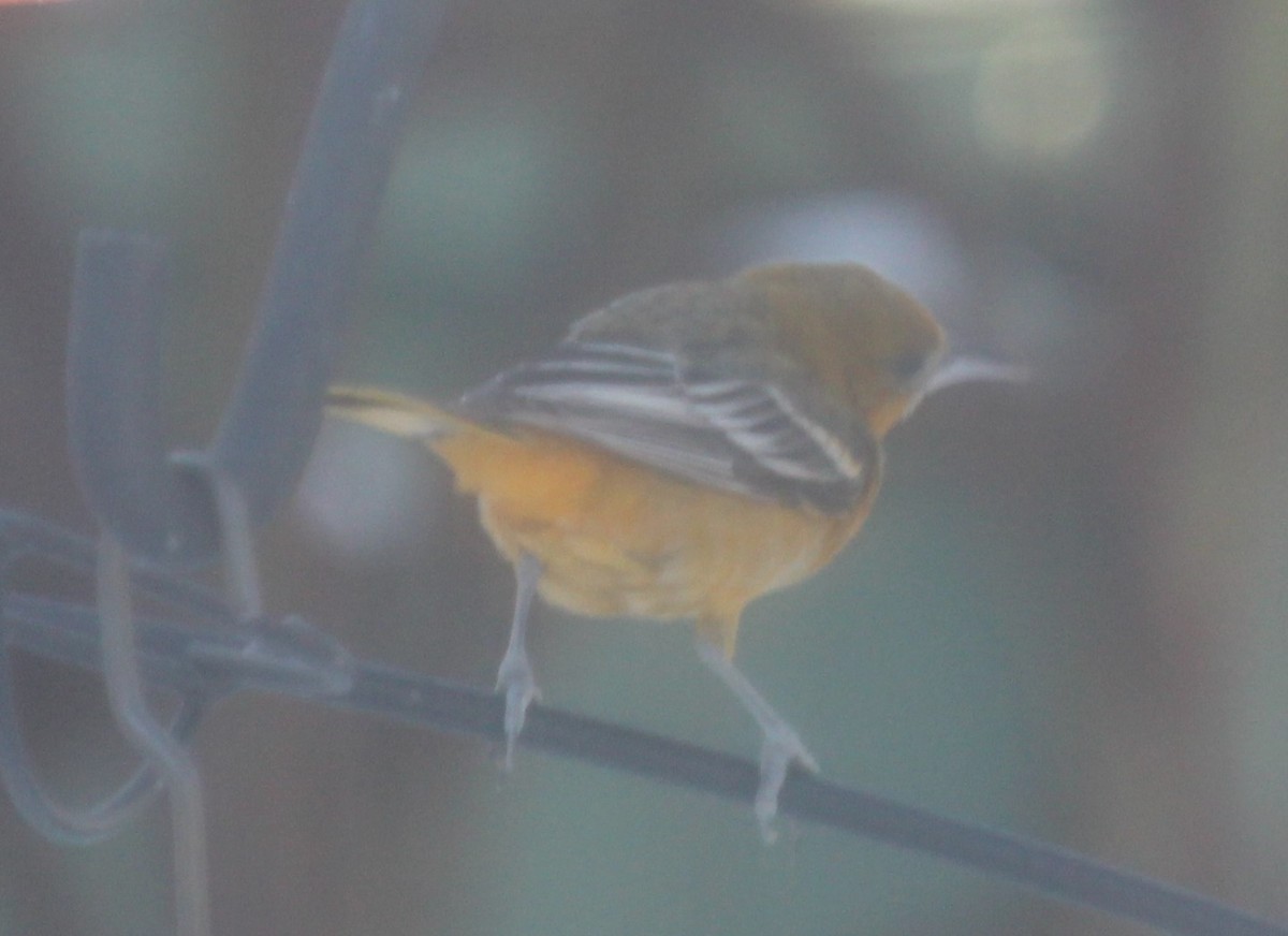 Oriole de Baltimore - ML311107551