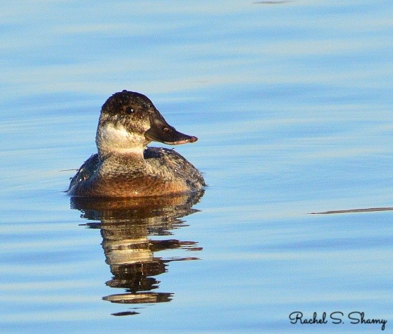 Ruddy Duck - ML311107631