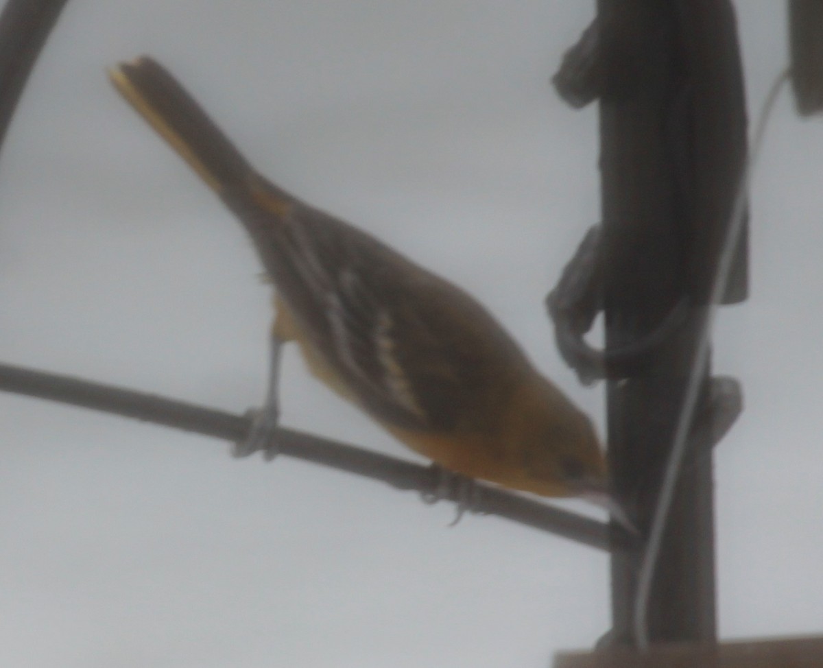 Baltimore Oriole - ML311107671