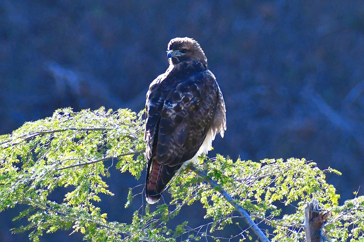 Red-tailed Hawk - ML311107721