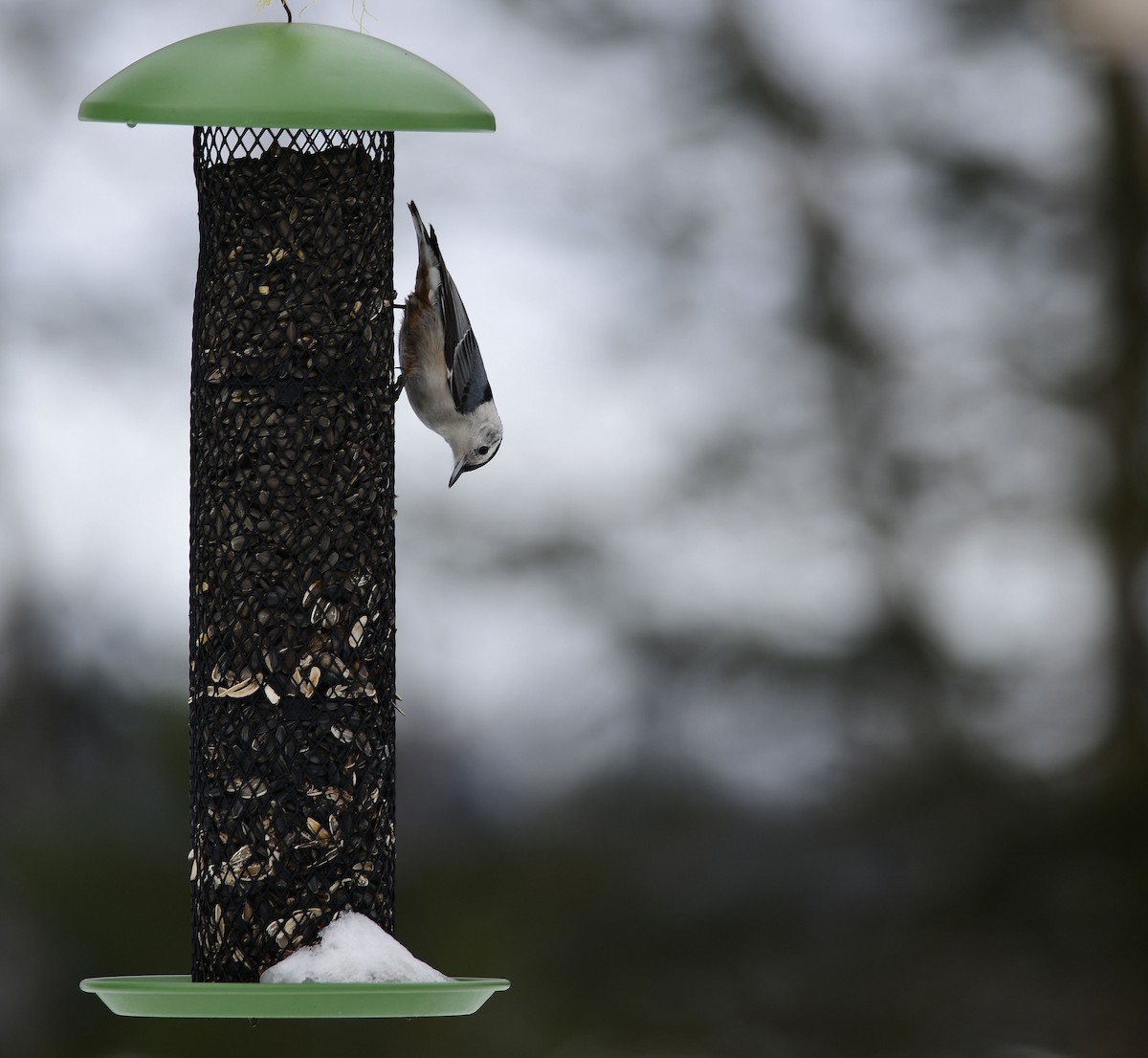 White-breasted Nuthatch - François Hamel