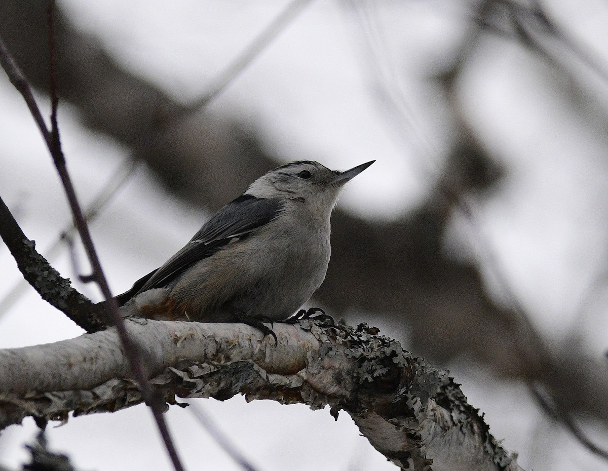 White-breasted Nuthatch - ML311107891