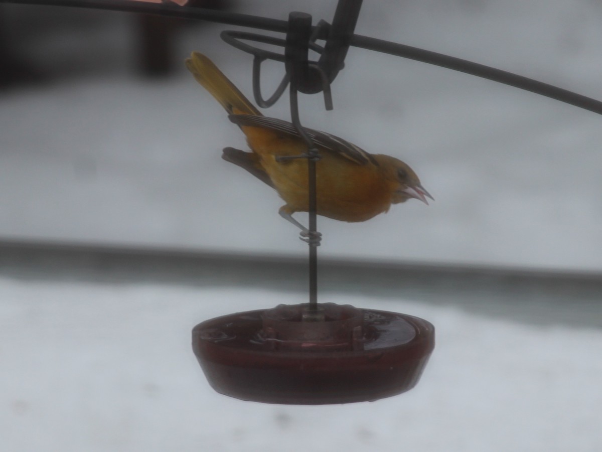 Baltimore Oriole - ML311107901