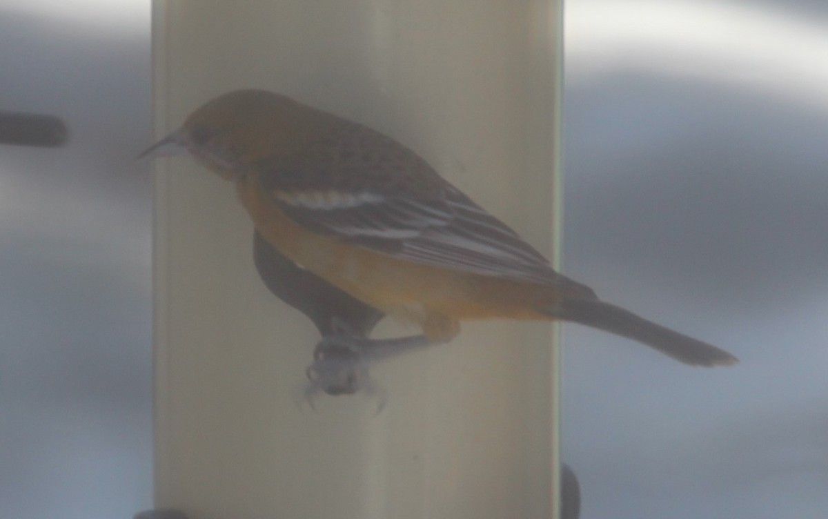 Baltimore Oriole - ML311108121