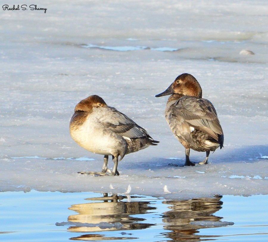 Canvasback - ML311108301