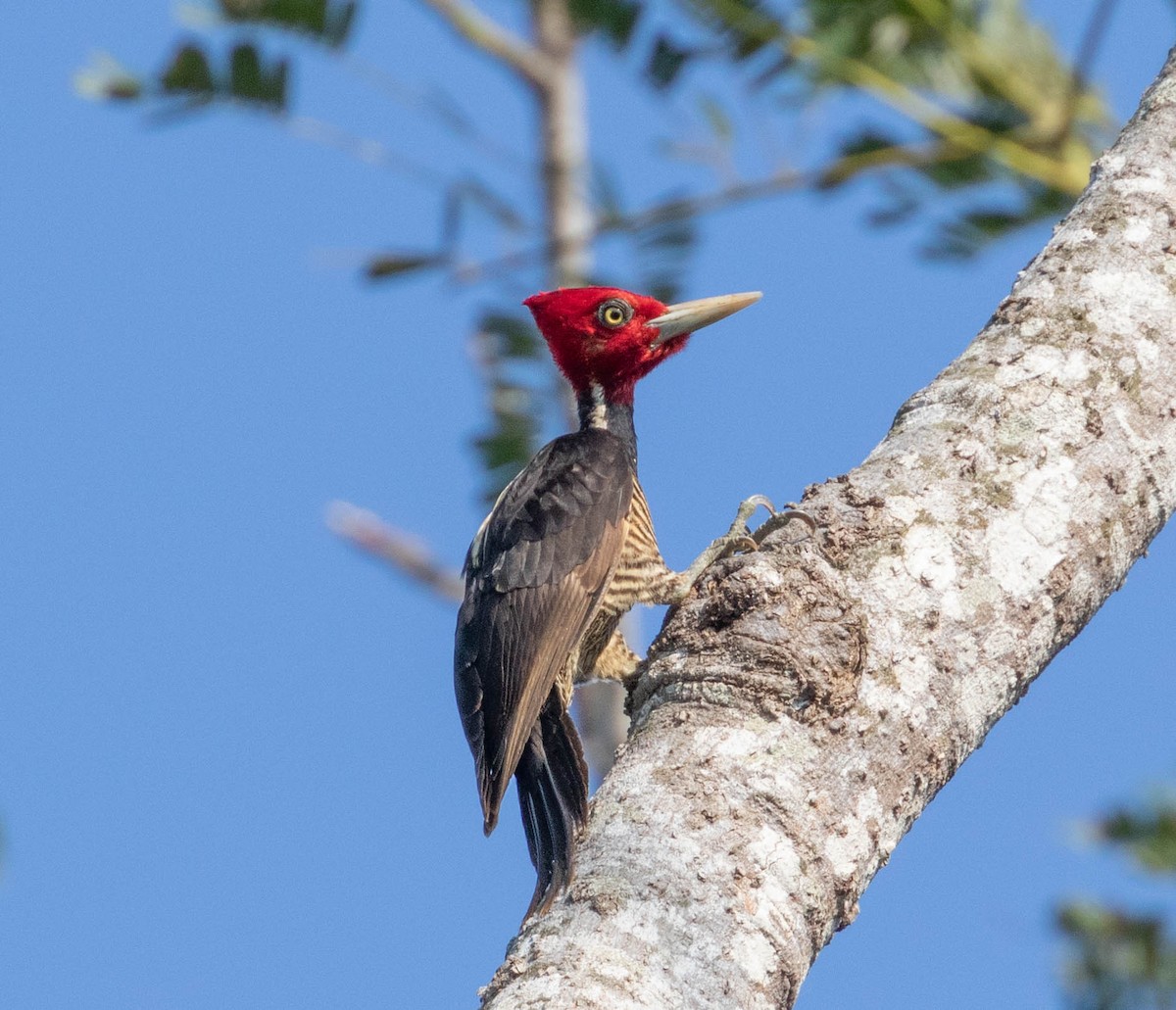 Pale-billed Woodpecker - Robert Bochenek