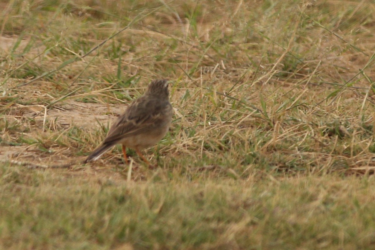 African Pipit (Yemen) - Khalifa Al Dhaheri