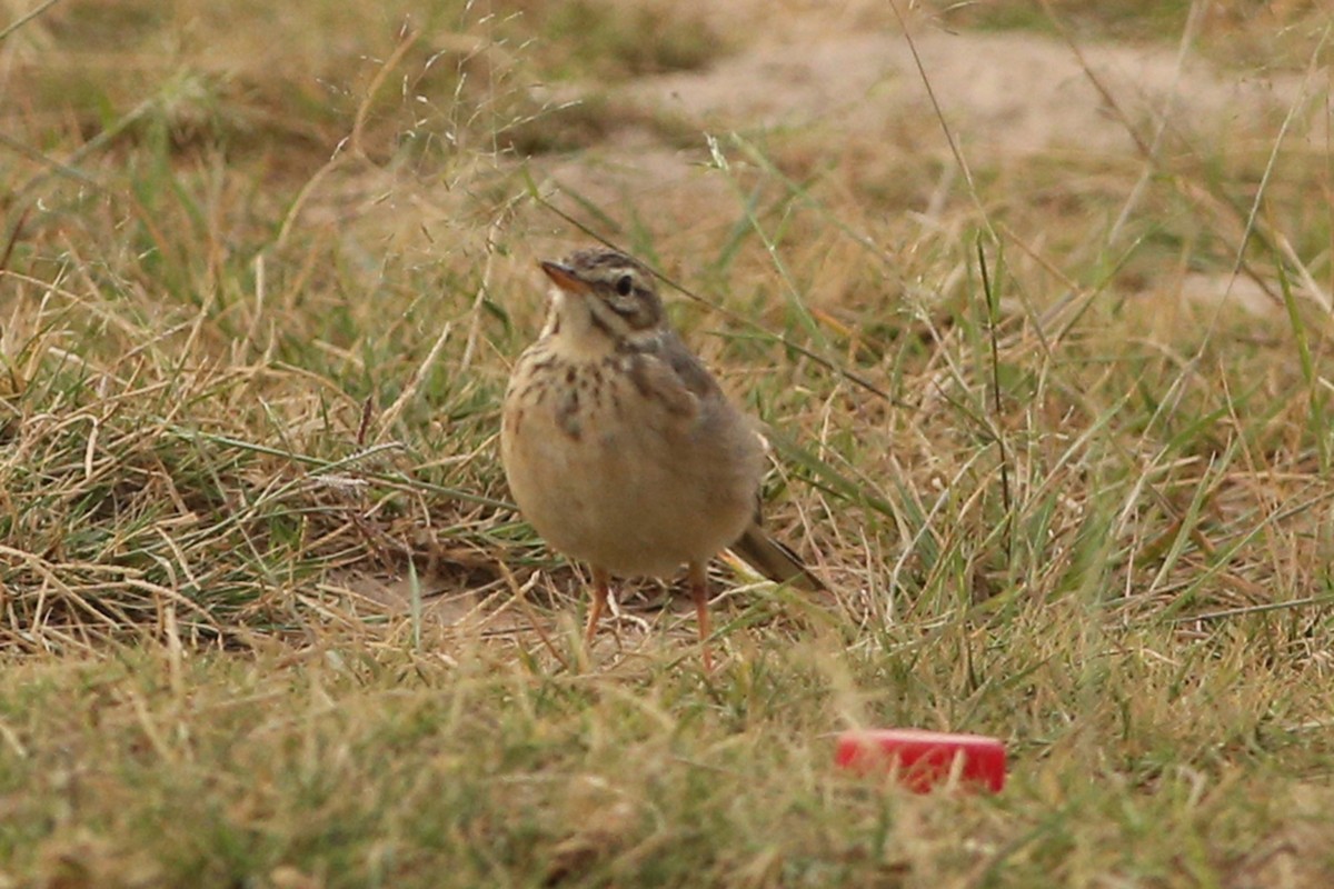 African Pipit (Yemen) - Khalifa Al Dhaheri