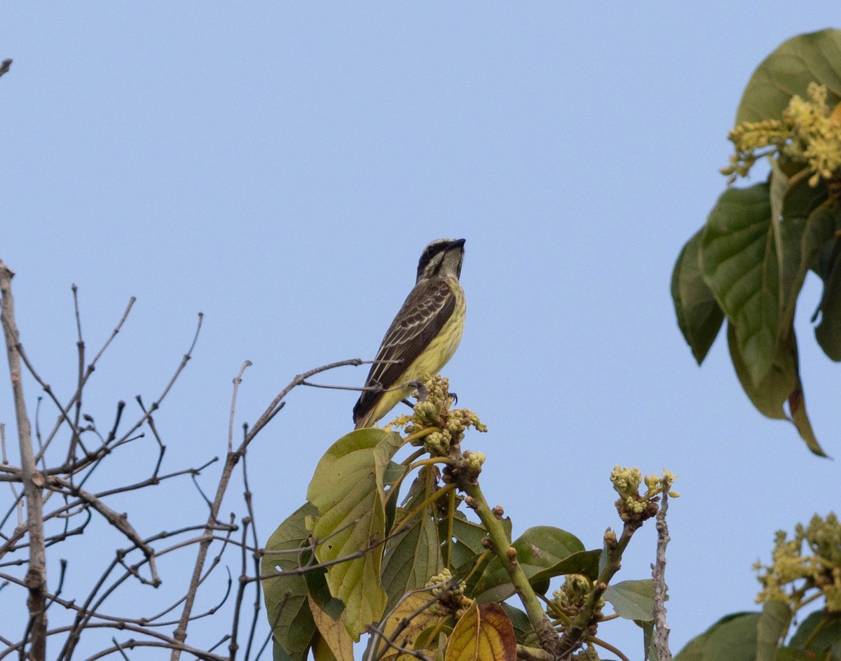 Piratic Flycatcher - ML311112001