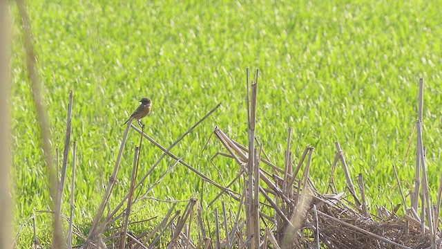 European Stonechat - ML311113511