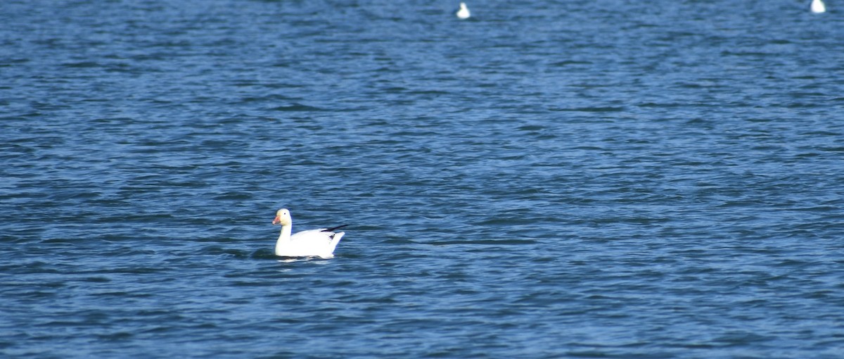 Snow Goose - ML311113541