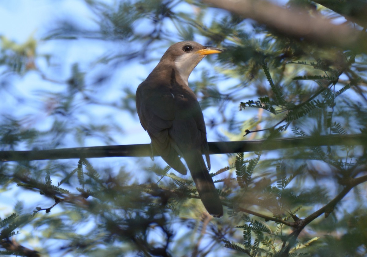 Yellow-billed Cuckoo - ML31111381