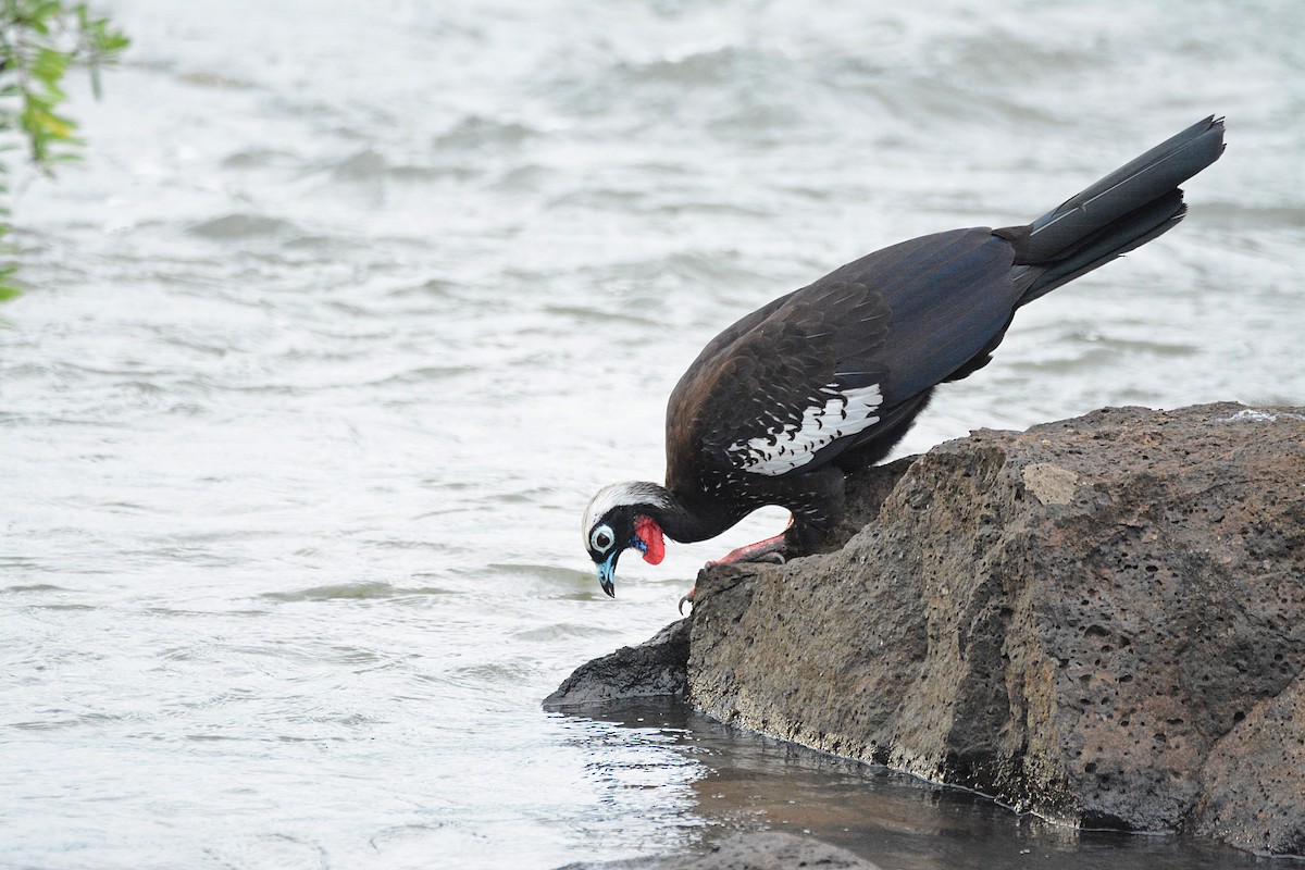 Black-fronted Piping-Guan - ML311114811