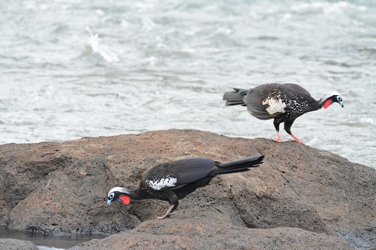 Black-fronted Piping-Guan - ML311114821