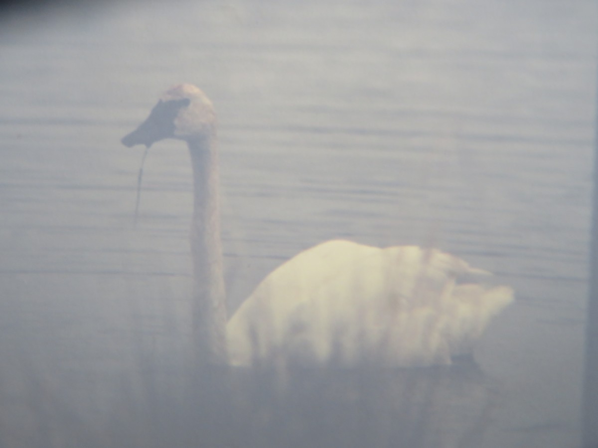 Trumpeter Swan - Rudolf Koes