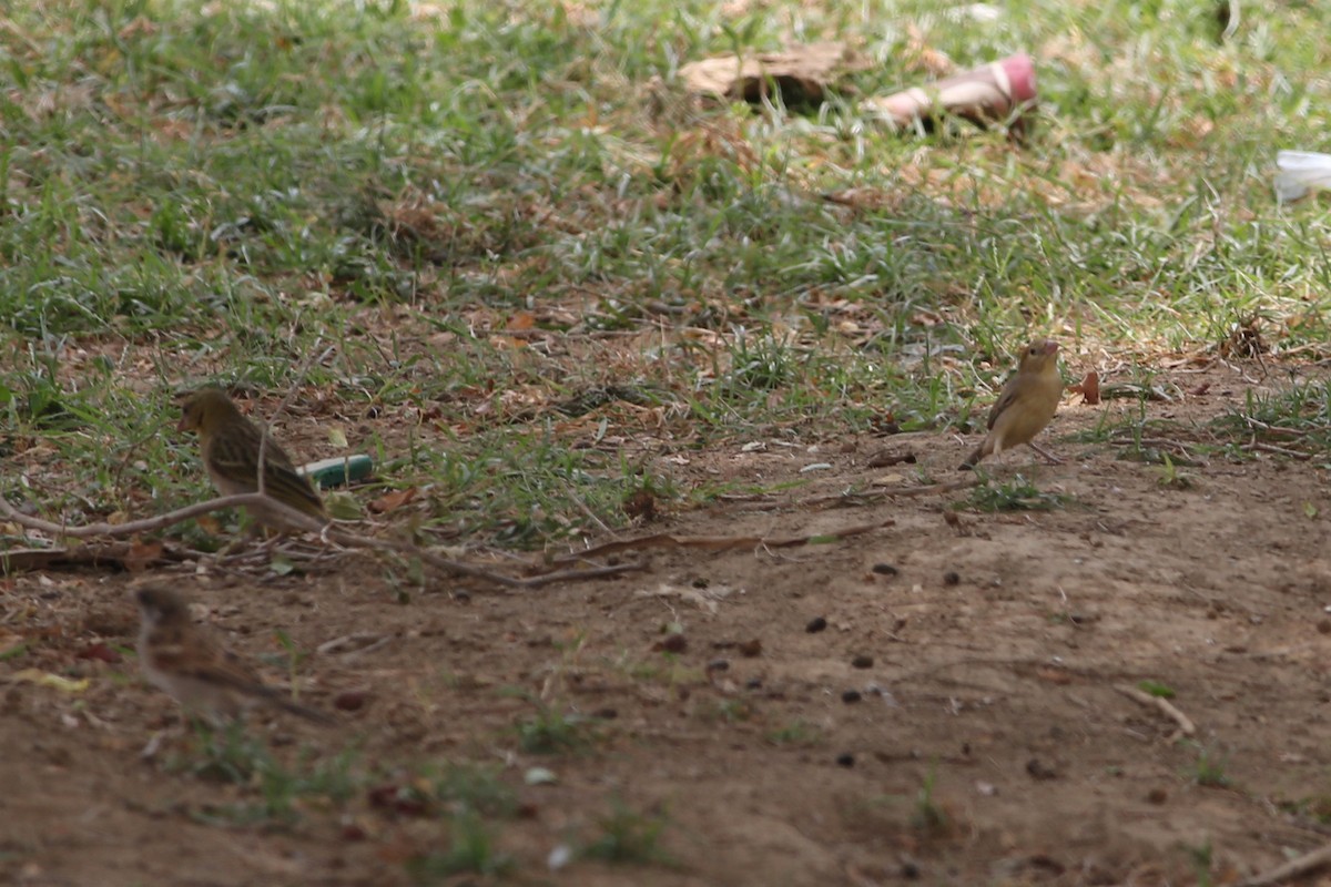 Arabian Golden Sparrow - ML311116011