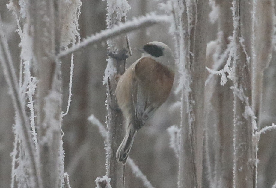 Eurasian Penduline-Tit - ML311116061